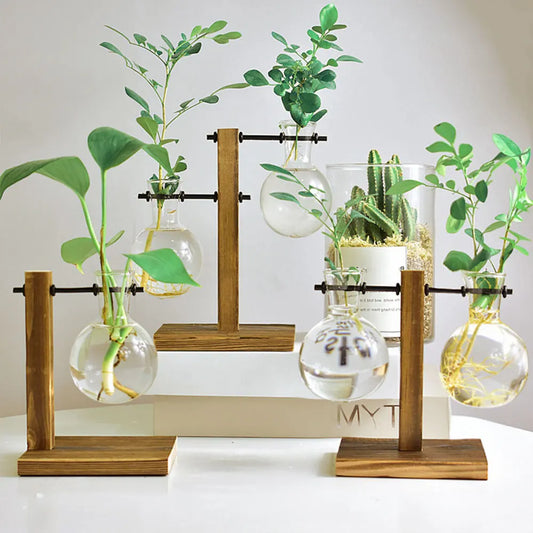 Hydroponic Plant Terrarium Vasevase